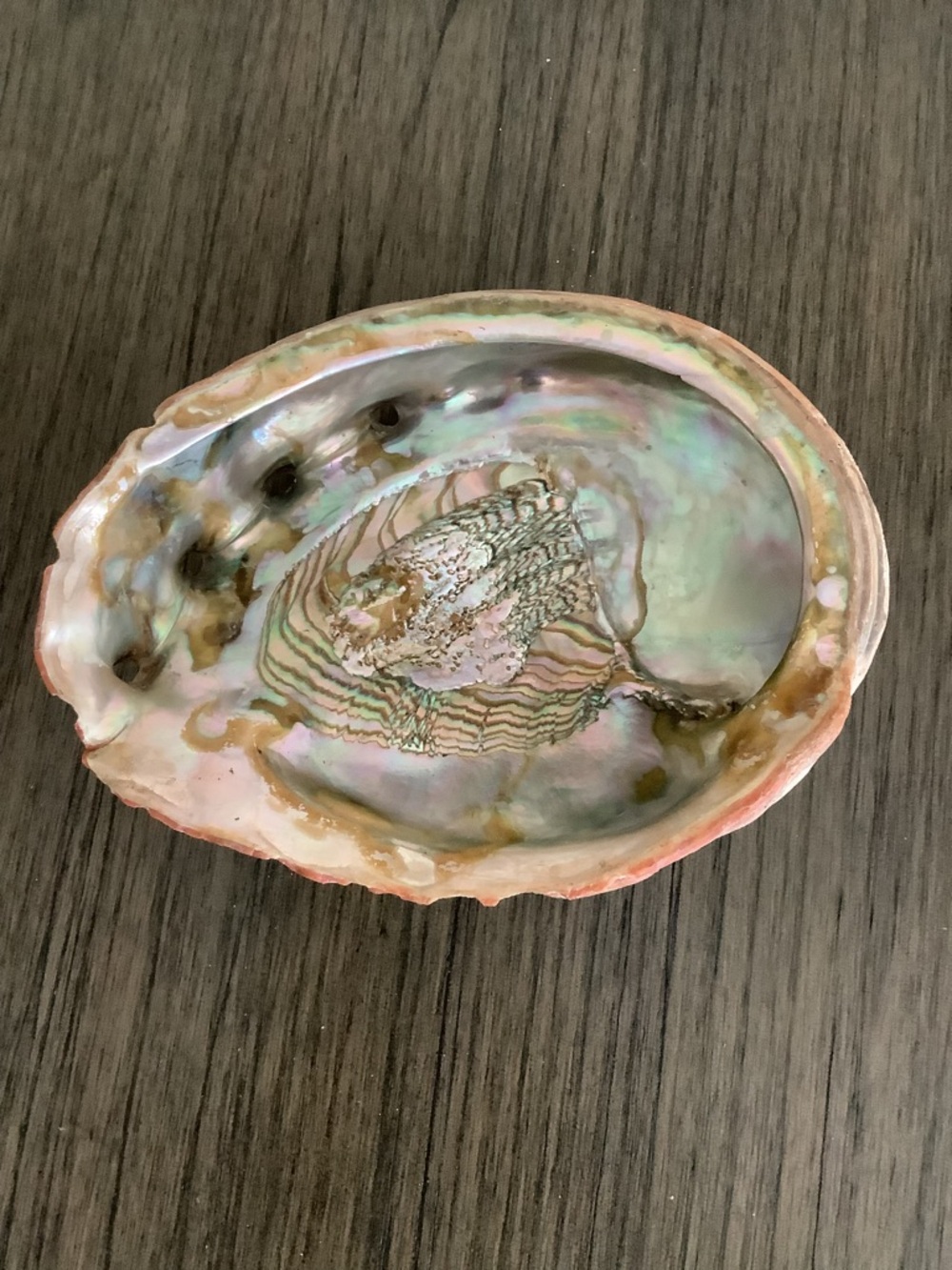 Vintage natural red abalone shell mother of pearl seashell smudge pot craft 8.5”